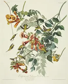 Archilochus Colubris Drucke: Archilocus colubris, ruby-throated hummingbird