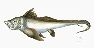 Historical Fish Images Drucke: Arctic Chimaera, or Rabbit Fish