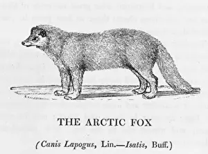 Arctic Wildlife Art Drucke: Arctic Fox (Bewick)