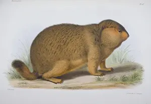 Arctomys robustus, Marmottigier