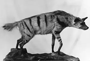 Drucke von Ein gestopfter Aardwolf ähnlich einem Hyänenwesen aus südlichen und östlichen Afrika, das hauptsächlich von Termiten und Insektenlarven ernährt wird. Gelbgraues Fell mit schwarzen Streifen Hyaenidae Drucke: aRDWOLF