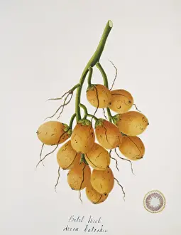 Dicotyledon Flowering Plants Drucke: Areca catechu, betel nut