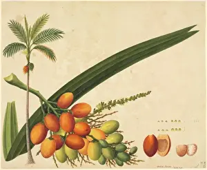 Bambuspalme