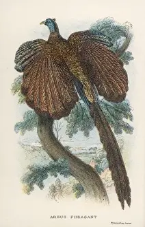 Argus-Pfau