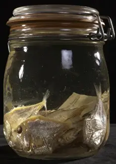 Bony Fish Species Photos Drucke: Argyropelecus sp. hatchetfish