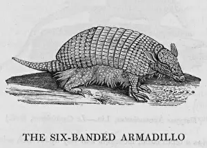 Small Mammal Images Drucke: Armadillo (Bewick)