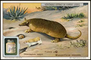 Armadillonschwein (Liebig)