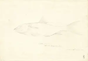 George Forster Art Drucke: Arothron hispidus, stars and stripes toadfish