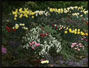 Colourful Spring Blooms Drucke: Array of spring flowers in a rock garden
