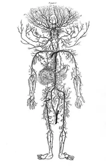Human Body Vascular System Drucke: Arterial System / Drake