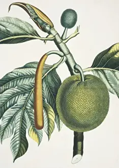 Brotfruchtbaum (Artocarpus incisa)