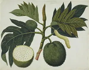 Botanical Drawings China Drucke: Artocarpus sp