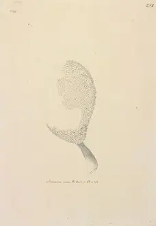 Angiosperm Illustrations Online Drucke: Artucarpus altitis