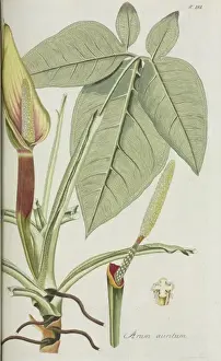 Angiosperm Flowering Plants Drucke: Arum auritum