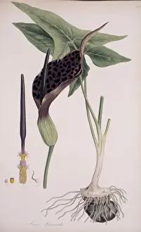 Botanical Illustration Drucke: Arum dioscoridis