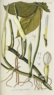 Angiosperm Illustrations Drucke: Arum tripartitum