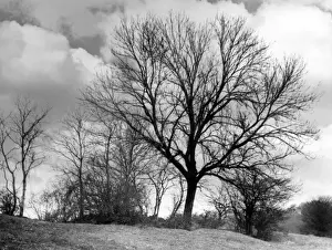 Winter Landscapes Of England Drucke: ASH TREES