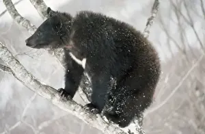 Drucke von Der Asiatische Schwarzbär - im Baum (Selenarctos thibetanus japonicus). Präfektur Gunma, Region Kantō auf der Insel Honshū in Japan Asiatischer Schwarzbär Drucke: Bär der asiatischen Schwarzbären im Baum