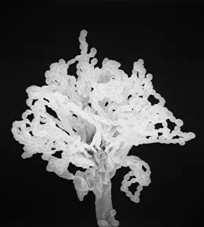 Aspergillus