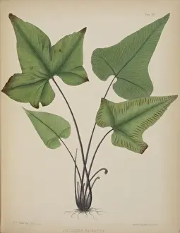 Botanical Illustration Europe Drucke: Asplenium palmatum