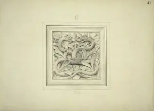 Die Design von Aaskäfern