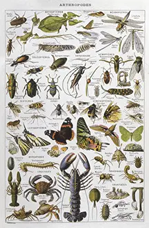 Arthropod Photography Drucke: Assorted Arthropods