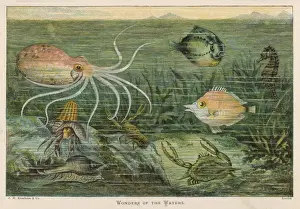 Sea Creatures Photography Drucke: Assorted Marine Life
