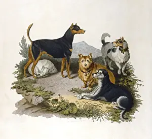 Verschiedene Terrier 1800