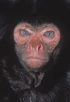 Drucke von Porträt eines roten Gesichts schwarzen Mandelspitzbüschlings, ursprünglich aus der Amazone-Wälder Brasiliens. Fotografiert von Frank Greenaway Klammeraffe Drucke: Der Ateles paniscus ist ein schwarzer Spinnengewürmchen