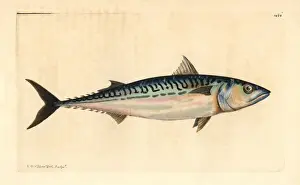Makrele Drucke: Atlantischer Makrele, Scomber scombrus