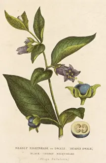 Atropinbelladonna