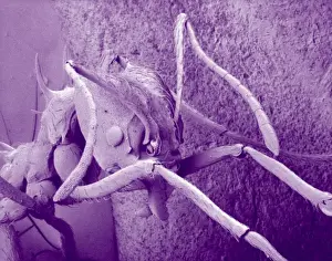 Scanning Electron Microscope Drucke: Atta cethalotes, leaf-cutter ant