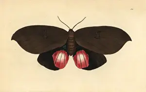 The Naturalists Miscellany Prints Drucke: Augusta moth, Phalaena augusta