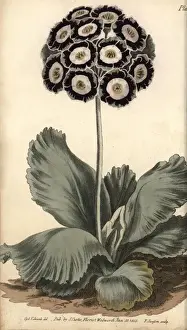 Botanical Illustration History Drucke: Auricula, Primula auricula