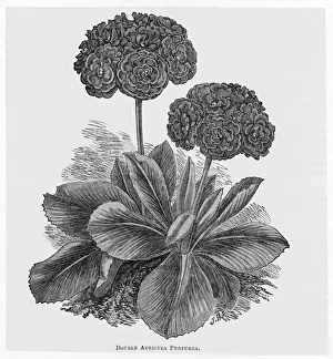 Victorian Era Flowers Drucke: Auricula Purpurea
