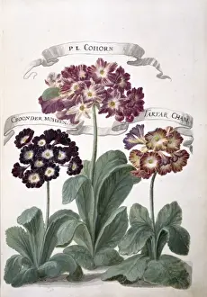 Auricula Flower Drucke: Auricula sp
