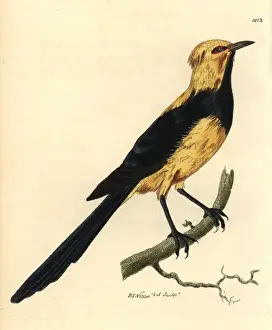 The Naturalists Miscellany Book Drucke: Australasian thrush from Shaw and Nodder s
