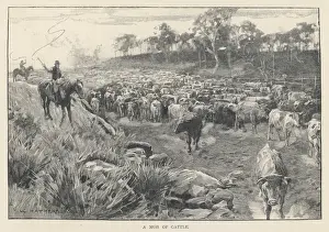 Vintage Rural Landscape Photography Drucke: Australia - Cattle