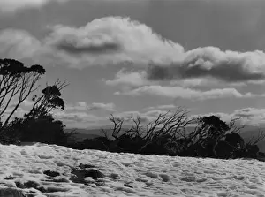 Australian Winter Landscapes Drucke: AUSTRALIAN ALPS