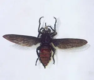 Vintage Insect Photography Drucke: Australian Robber Fly