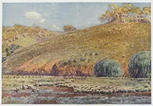 Australian Rural Landscape Photography Drucke: Australian Sheep Run