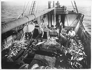 Australian Marine Life Photos Drucke: Australian Trawler