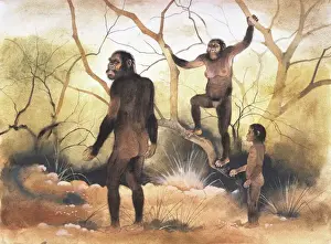 Australopithecus afarenensis
