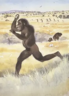 Australopithecus afrikaner