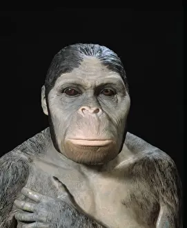 Australopithecus afrikaner