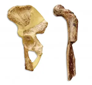 Drucke von Australopithecus spezifisch, Hüft- und Schambein Verwandte Bilder Drucke: Australopithecus spezifisch Schambein und Hüftknochen