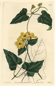 The Botanical Register Prints Drucke: Awned stigmaphyllon, Stigmaphyllon auriculatum