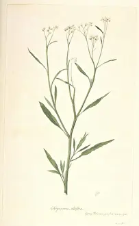 South American Plant Species Drucke: Baccharis pingraea