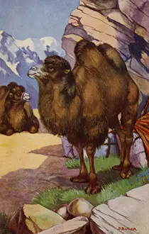 Drucke von Die Baktrische Kamelmuschel (Camelus bactrianus) ist eine große, einbeinige Säugetierart aus zentraler Asien, die in den Steppen lebt. Künstler: Berenice Butler Datum: 1923 Trampeltier Drucke: Bactischer Kamel