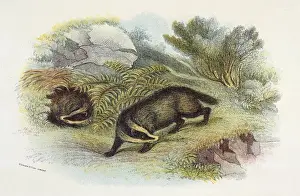 Victorian Era Natural History Drucke: Badger / Naturalists Lib
